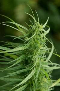 ferimon pianta cannabis light