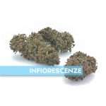 vendita infiorescenze cannabis