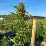 pianta canapa super skunk